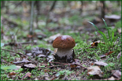 0_10c585_36f0c76f_orig.png
