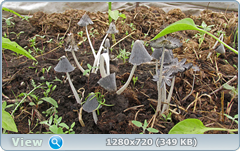 0_e6a54_b10abb65_orig.png