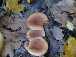 0_887e4_d5767cc3_M.jpg