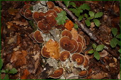 0_d9421_995098a_orig.png