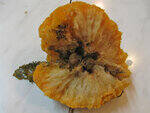 0_7af50_b511435d_S.jpg