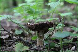 0_122a23_4e643281_orig.jpg