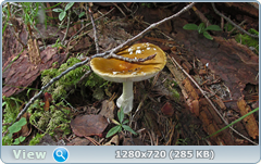 0_10b2ae_c03fd542_orig.png