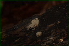 0_e3f42_45c52575_orig.png