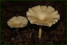 0_e9cdb_caa510ab_orig.png