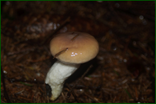 0_e9cf1_37729856_orig.png