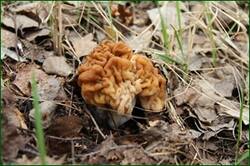0_11e8c5_4d17472b_orig.jpg