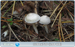 0_113350_79773339_orig.png