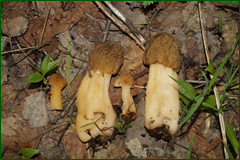 0_e3036_c9151240_orig.png