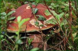 0_1291c3_c54d8872_orig.jpg