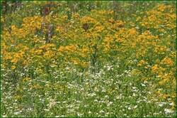 0_126aa1_22163410_orig.jpg