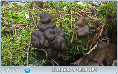 0_127ec5_e6219a01_orig.png