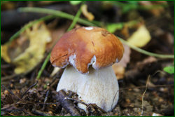 0_10b935_67e89412_orig.png