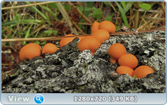 0_e95ca_72353e92_orig.png