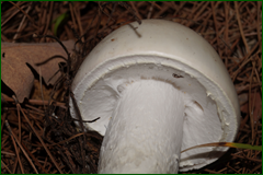 0_da6a8_9773981b_orig.png