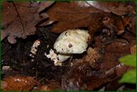 0_ef932_744aaee6_orig.jpg