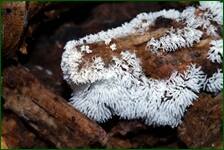 0_ff242_e0765580_orig.jpg