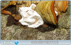 0_129395_623563c2_orig.png