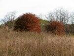 0_4f958_8b7845d2_S.jpg