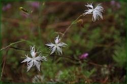 0_129295_6382c026_orig.jpg