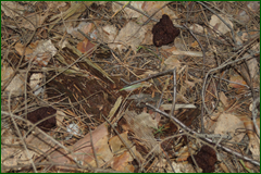 0_e3062_24580873_orig.png