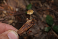 0_e5d12_2668c1a5_orig.png