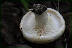0_1267cb_35815459_orig.jpg