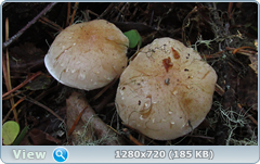 0_104729_87843934_orig.png