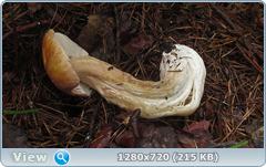 0_11054a_fcfa966b_orig.png