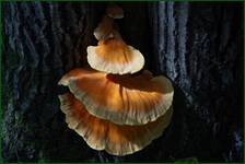 0_ecf16_62446c96_orig.jpg