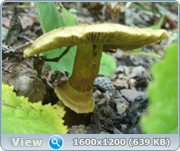 0_14c434_f9ef397f_orig.png