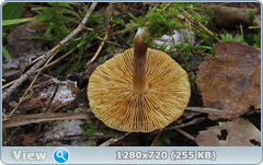 0_113342_6d7be747_orig.png