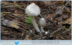 0_113352_6180a6eb_orig.png