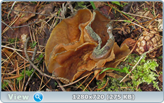 0_e6bb6_a9da868f_orig.png