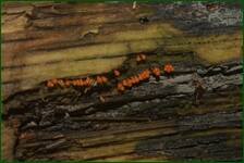 0_fc739_853b4a38_orig.jpg