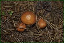 0_ea300_239158f7_orig.jpg