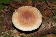 0_ecfa5_6ed77124_orig.jpg
