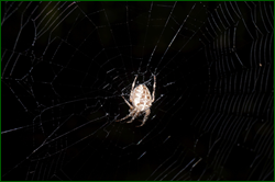 0_d9599_25269b76_orig.png