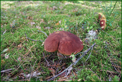 0_10d173_66eae94d_orig.png