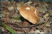 0_d2551_d0887c69_orig.jpg