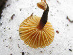0_869f5_ea6c6b8a_S.jpg