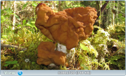 0_e3522_8b30f963_orig.png