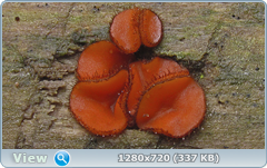 0_e90f8_597fe75a_orig.png