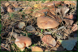 0_10d15d_a3c489e4_orig.png