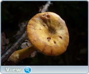 0_130bc3_90ef65c6_orig.png