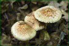 0_fc62b_31f79ffe_orig.jpg