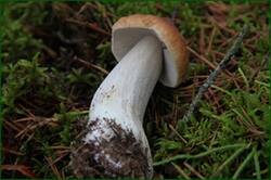 0_1292b1_34ab8099_orig.jpg