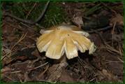 0_eae68_98d44a13_orig.jpg