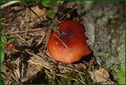 0_eae6a_9cb72999_orig.jpg
