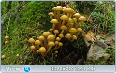 0_10973d_daaee455_orig.png